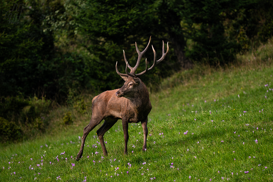 jelen evropský - Cervus elaphus