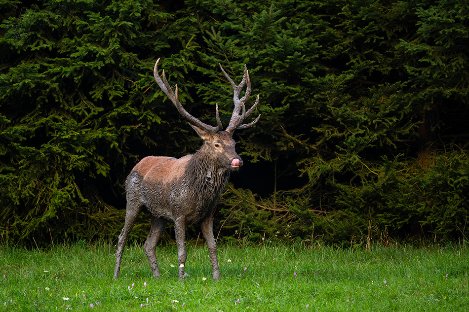 jelen evropský - Cervus elaphus