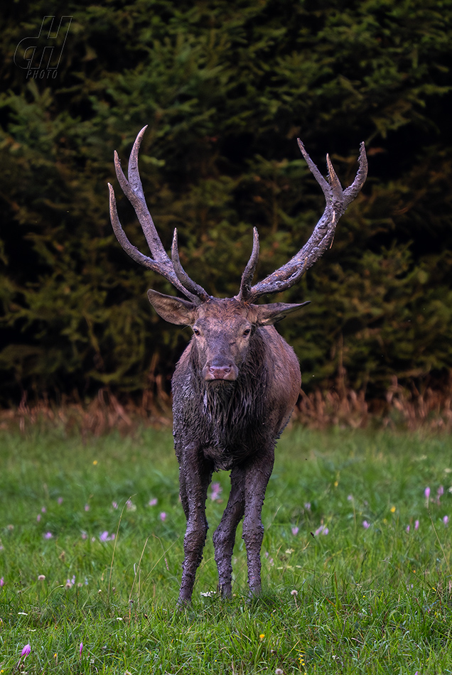 jelen evropský - Cervus elaphus