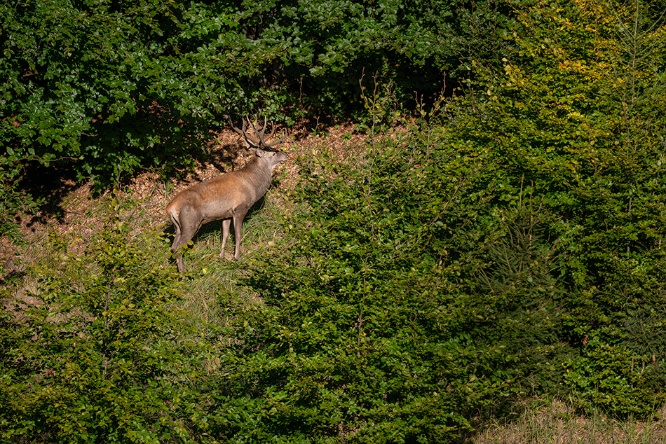 jelen evropský - Cervus elaphus