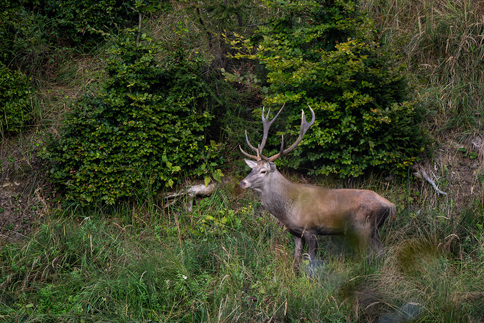 jelen evropský - Cervus elaphus