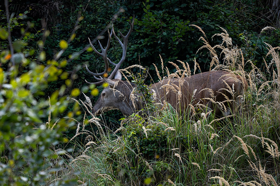 jelen evropský - Cervus elaphus