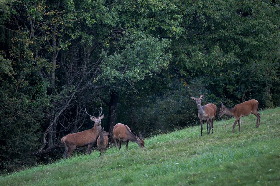 jelen evropský - Cervus elaphus