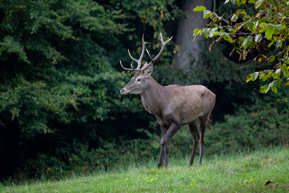 jelen evropský - Cervus elaphus