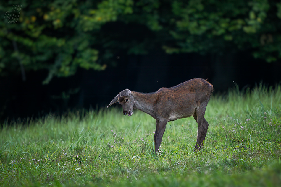 jelen evropský - Cervus elaphus