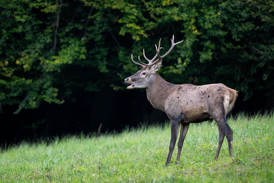 jelen evropský - Cervus elaphus