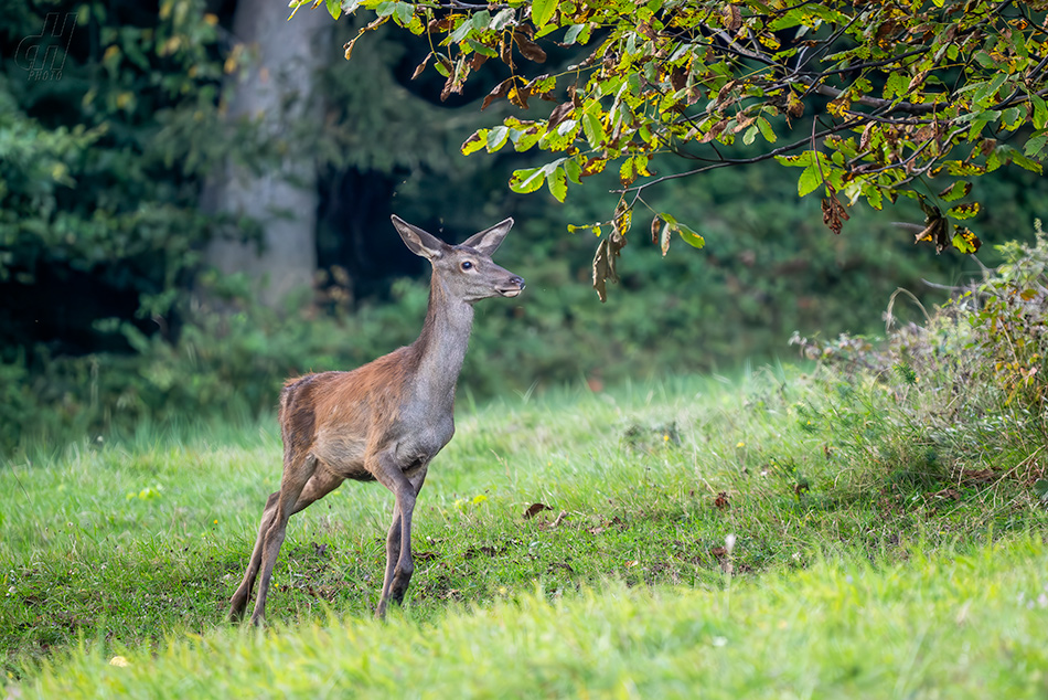 jelen evropský - Cervus elaphus