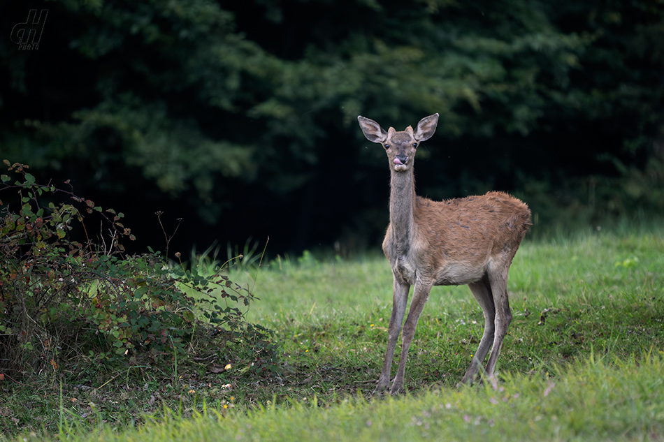 jelen evropský - Cervus elaphus