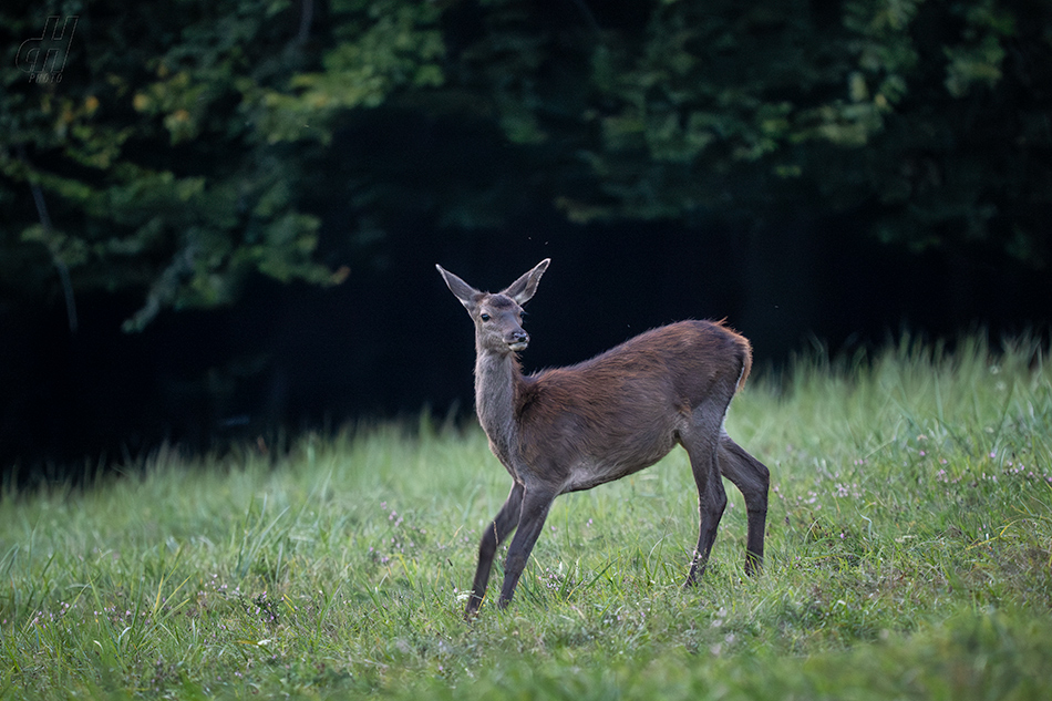 jelen evropský - Cervus elaphus