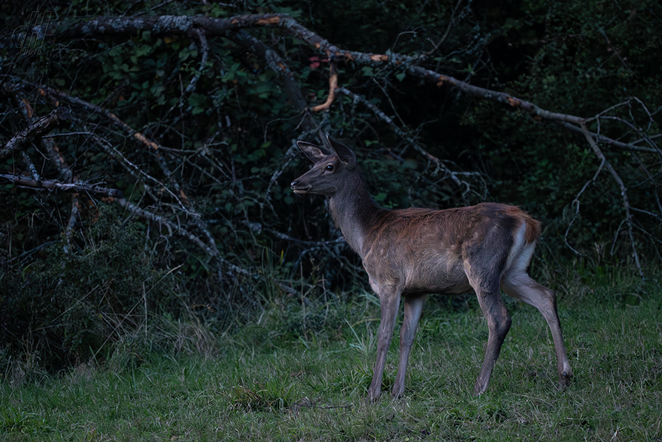 jelen evropský - Cervus elaphus