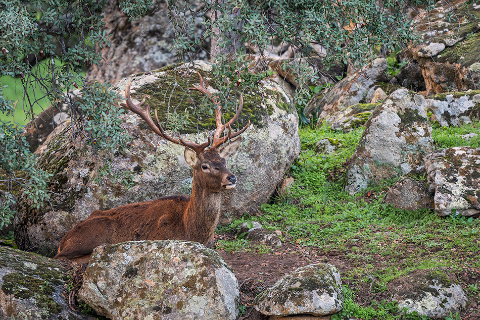 jelen iberský - Cervus elaphus hispanicus