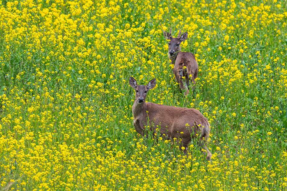 jelenec běloocasý - Odocoileus virginianus