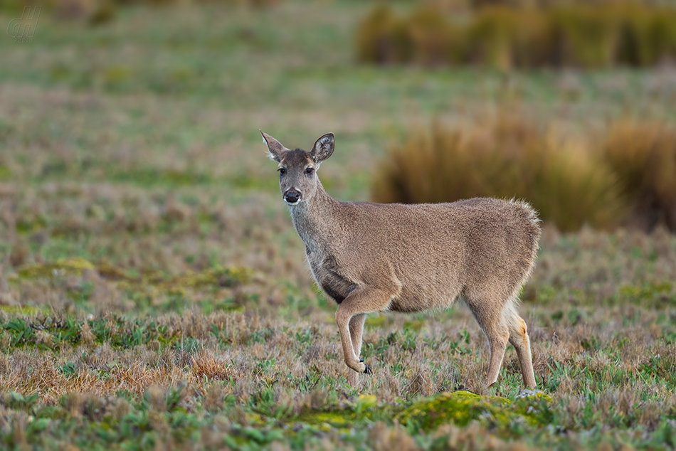 jelenec běloocasý - Odocoileus virginianus