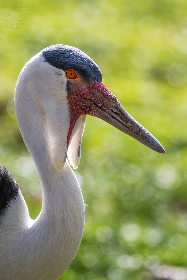 jeřáb bradavičnatý - Grus carunculata