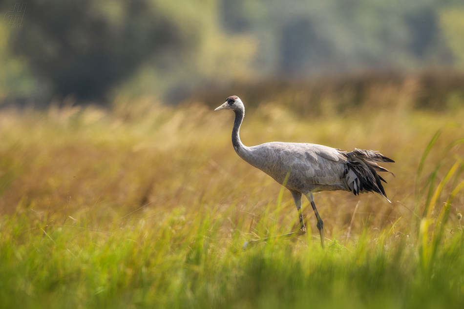 jeřáb popelavý - Grus grus