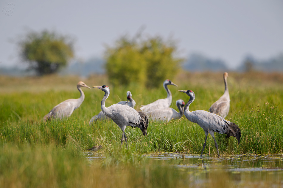 jeřáb popelavý - Grus grus