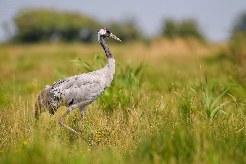 jeřáb popelavý - Grus grus