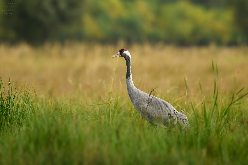 jeřáb popelavý - Grus grus