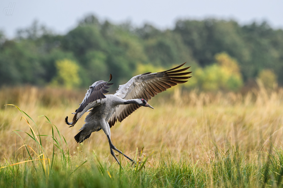 jeřáb popelavý - Grus grus