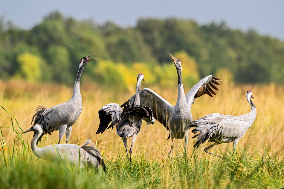 jeřáb popelavý - Grus grus