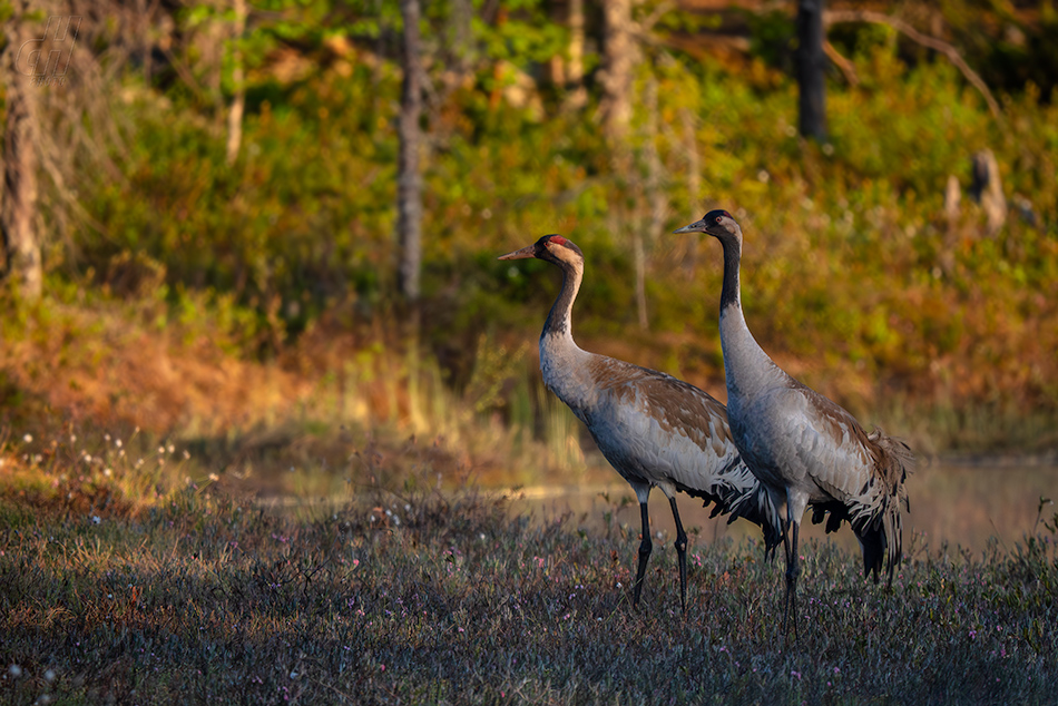 jeřáb popelavý - Grus grus