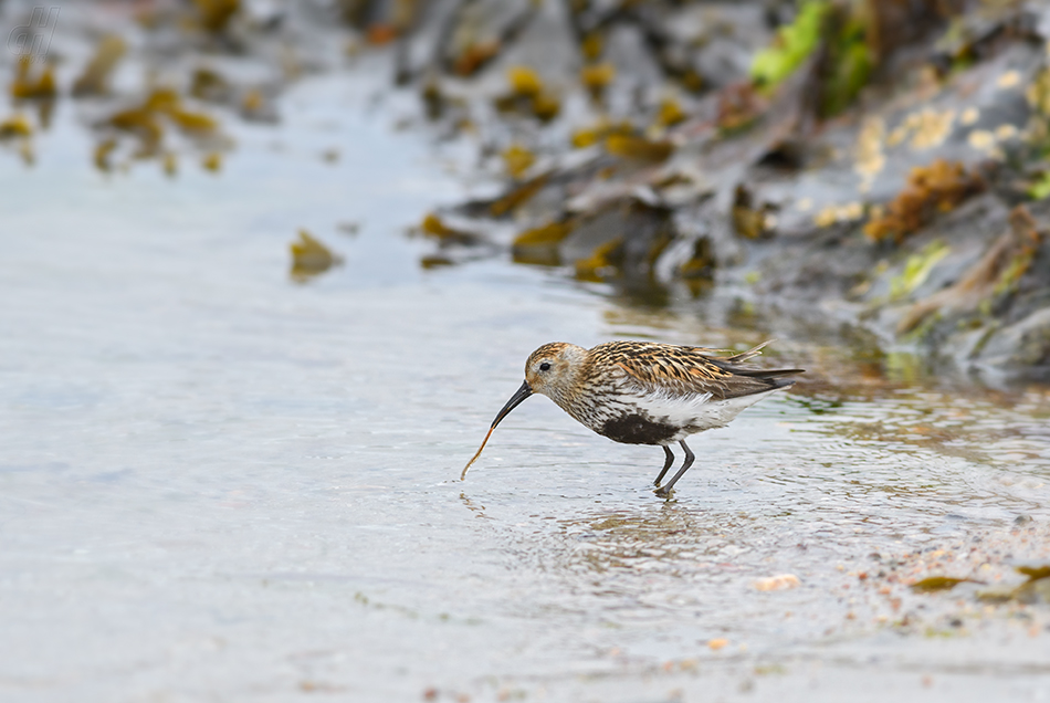 jespák obecný - Calidris alpina