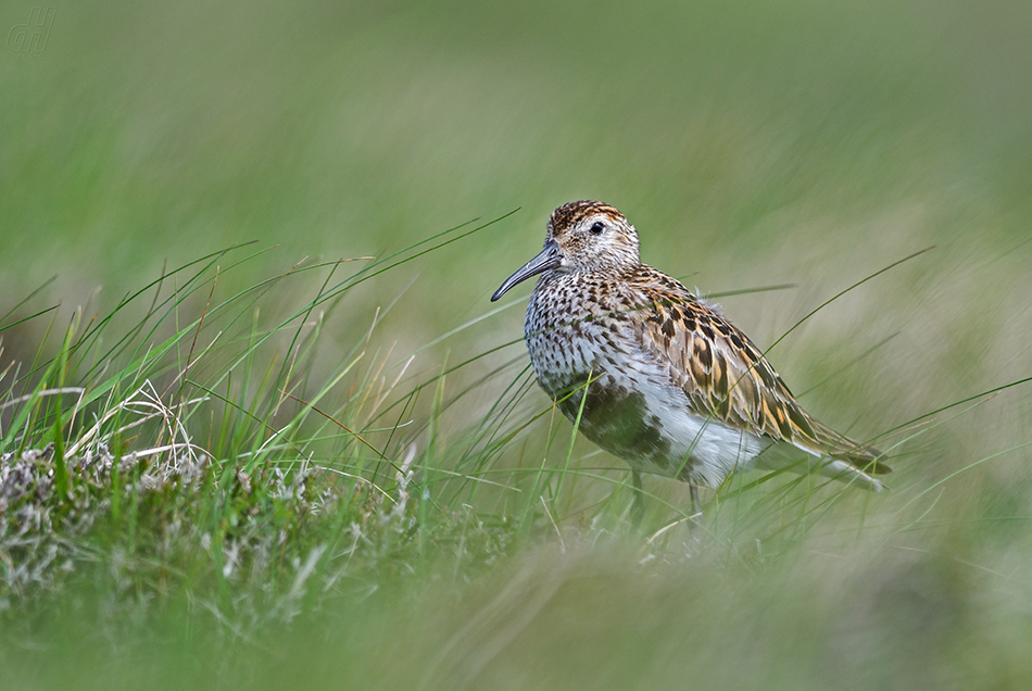 jespák obecný - Calidris alpina