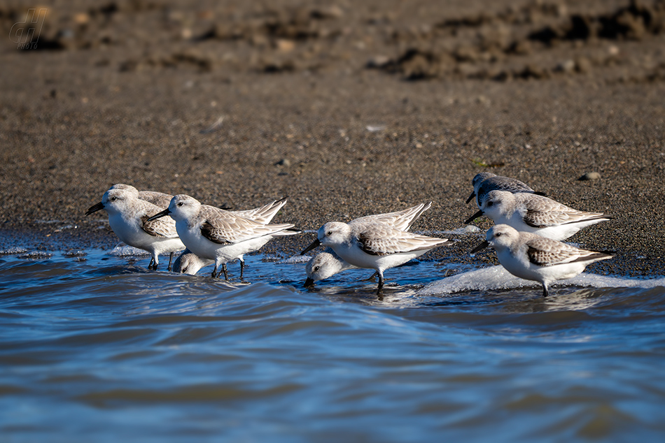 jespák písečný - Calidris alba