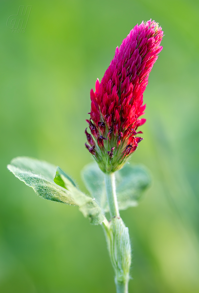 jetel inkarnát - Trifolium incarnatum