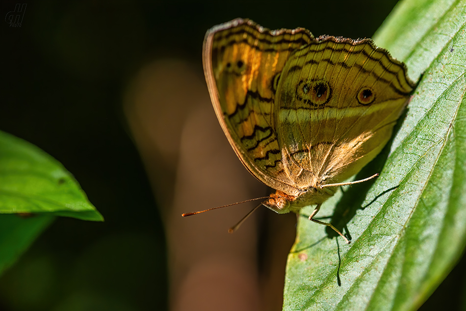 Junonia almana