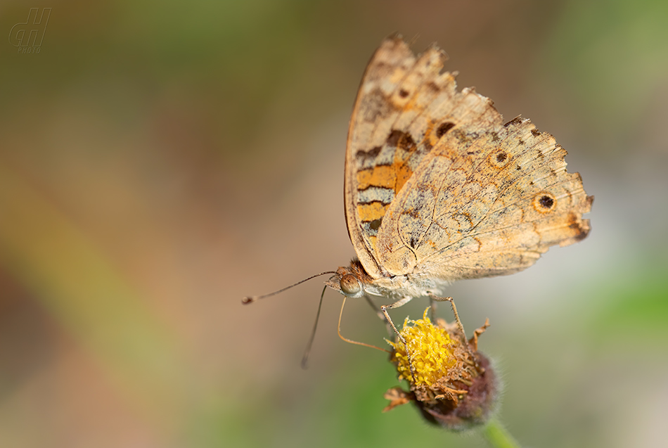 Junonia orithya