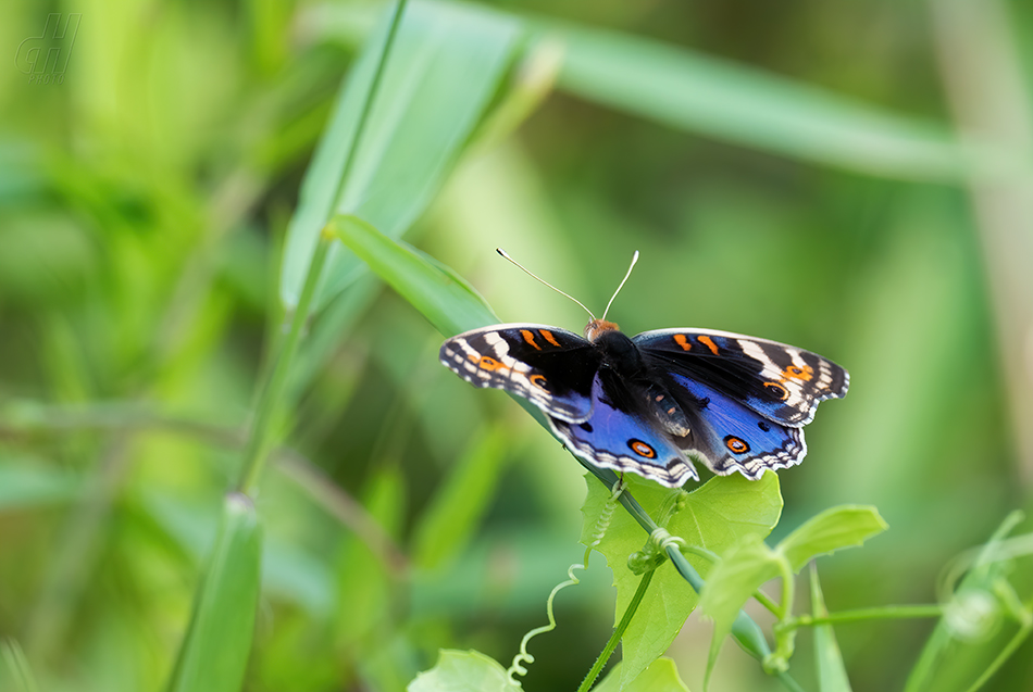 Junonia orithya