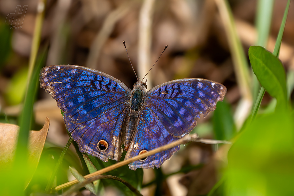 Junonia rhadama