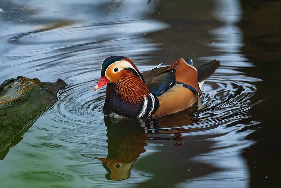 kachnička mandarínská - Aix galericulata