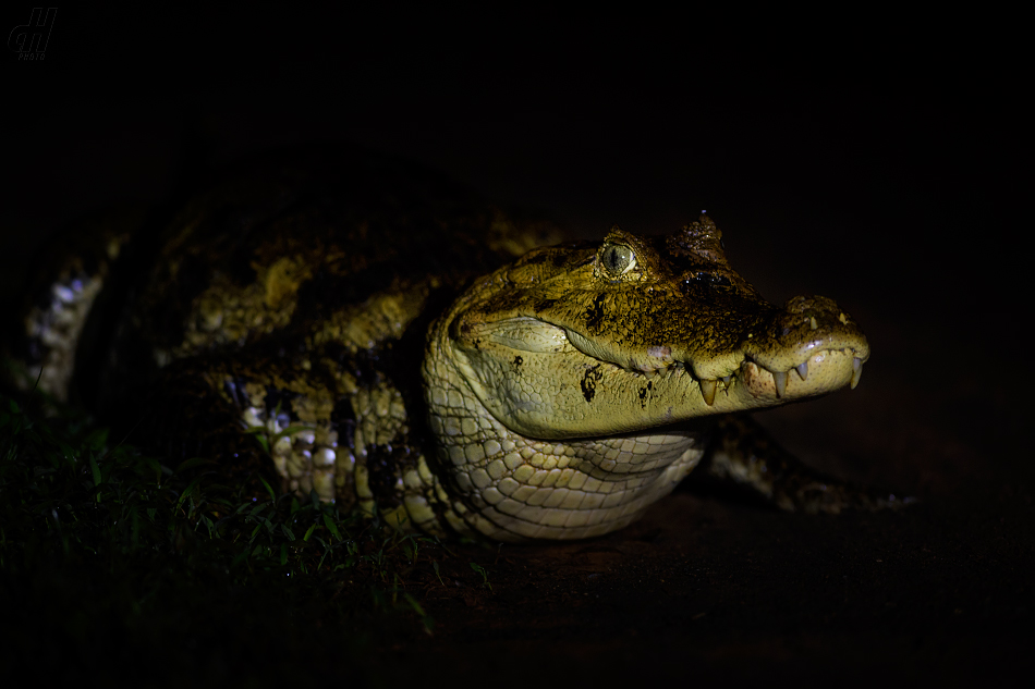 kajman brýlový - Caiman crocodilus