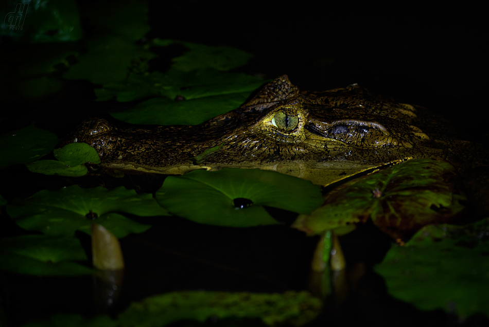 kajman brýlový - Caiman crocodilus