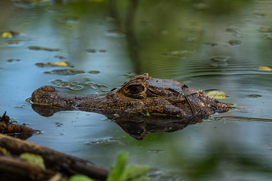 kajman brýlový - Caiman crocodilus