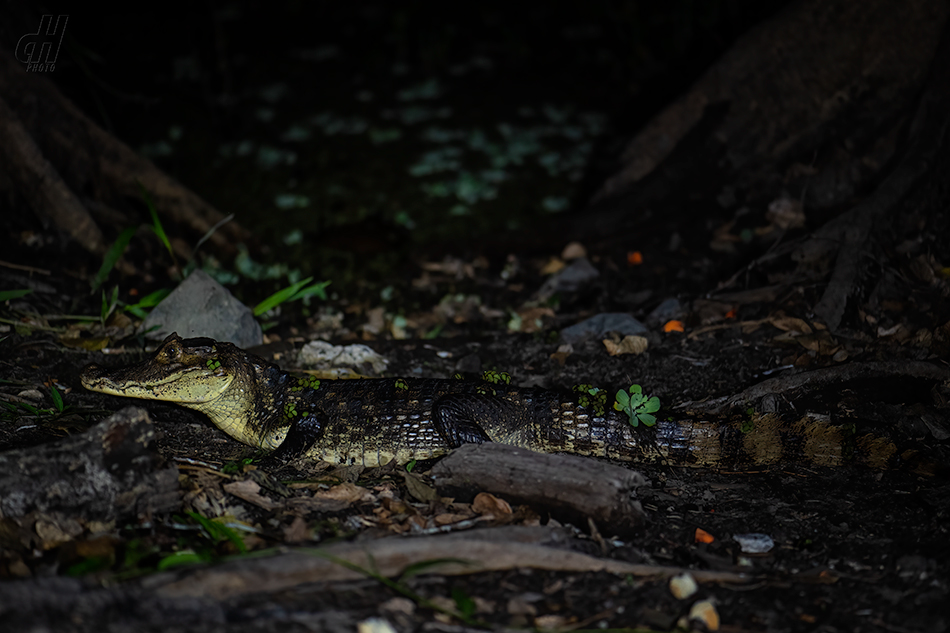 kajman brýlový - Caiman crocodilus