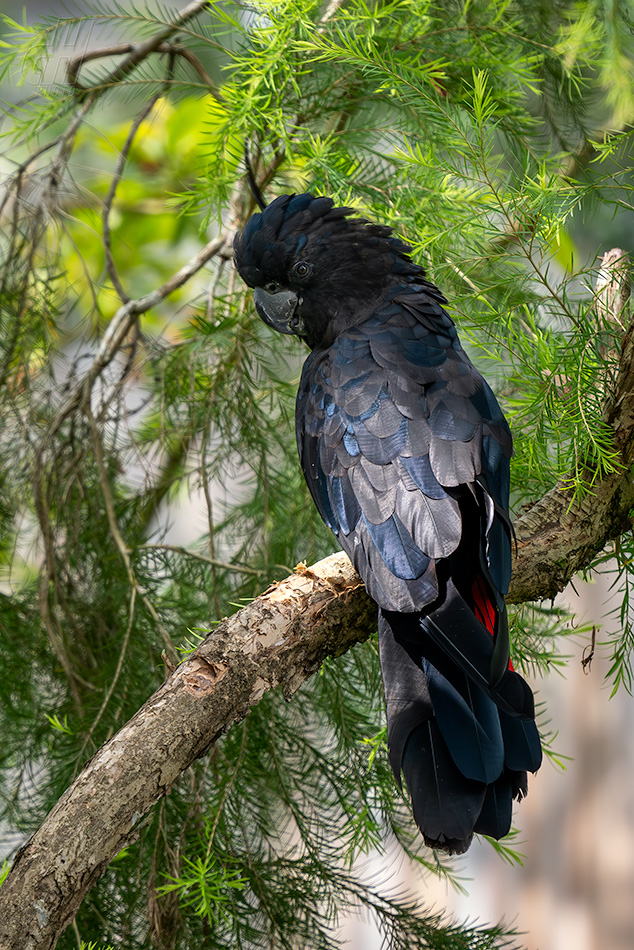 kakadu havraní - Calyptorhynchus banksii