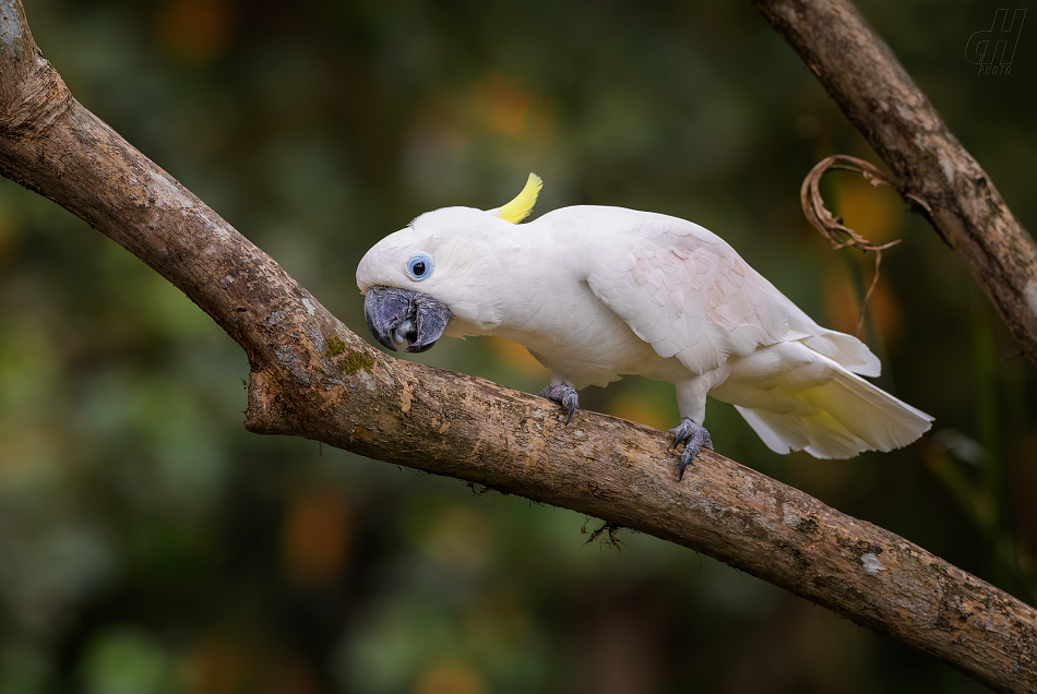 kakadu žlutočečelatý malý - Cacatua galerita eleonora