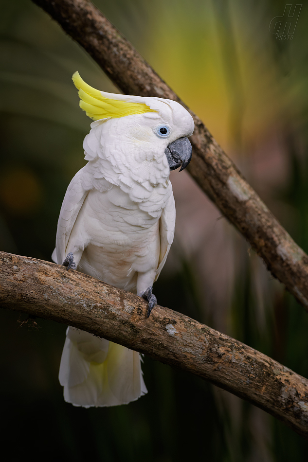 kakadu žlutočečelatý malý - Cacatua galerita eleonora