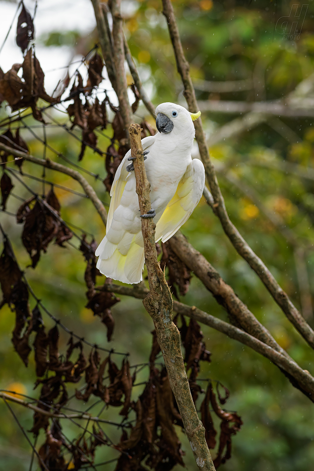 kakadu žlutočečelatý malý - Cacatua galerita eleonora