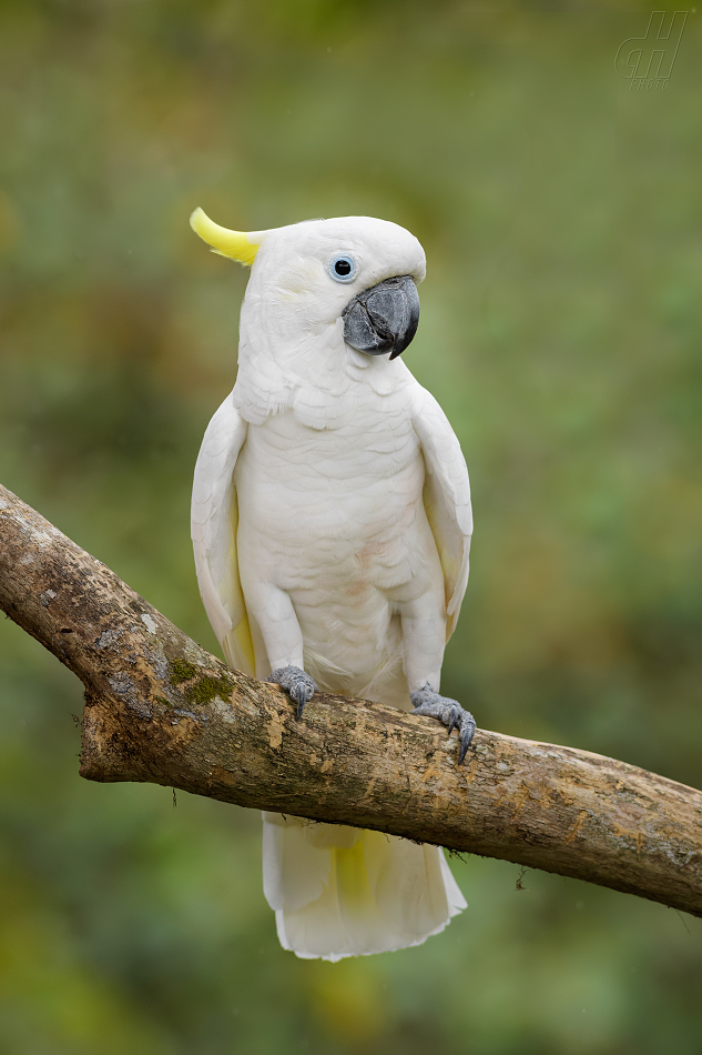 kakadu žlutočečelatý malý - Cacatua galerita eleonora