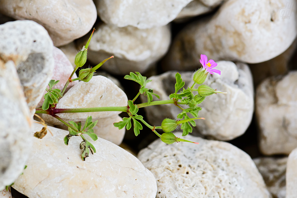 kakost purpurový - Geranium purpureum