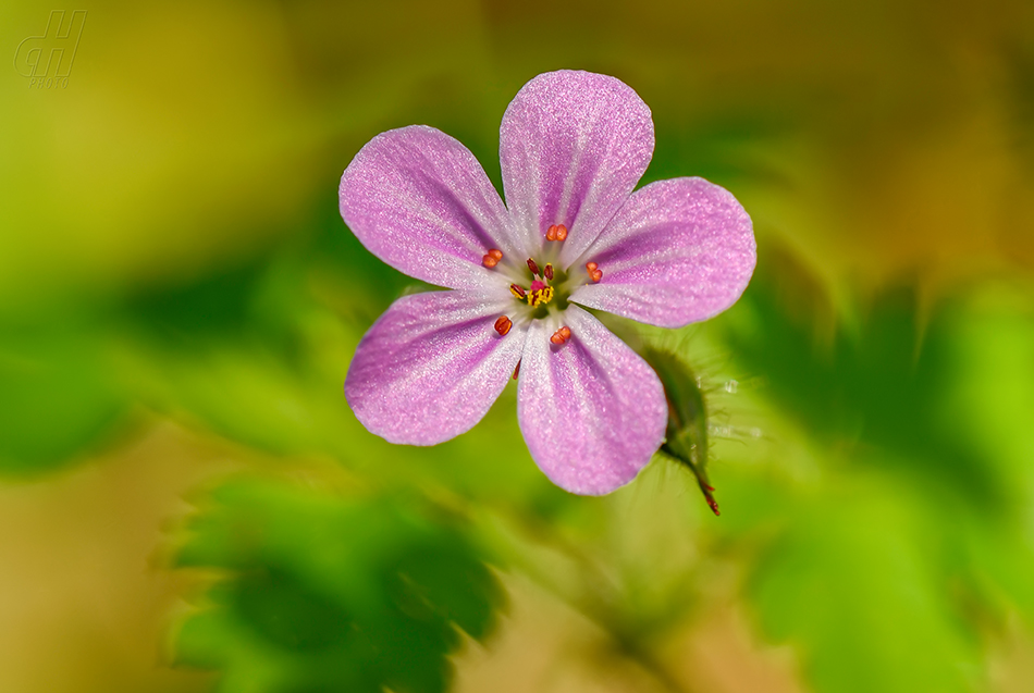 kakost smrdutý - Geranium robertianum