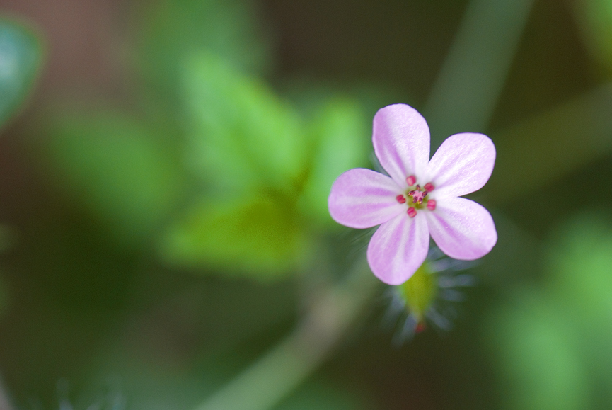 kakost smrdutý - Geranium robertianum