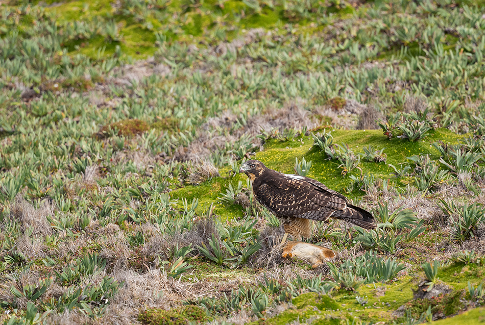 káně andská - Buteo albigula