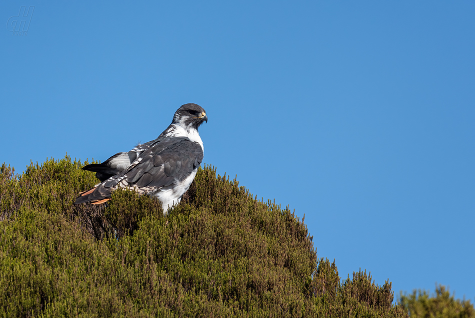 káně černohřbetá - Buteo augur