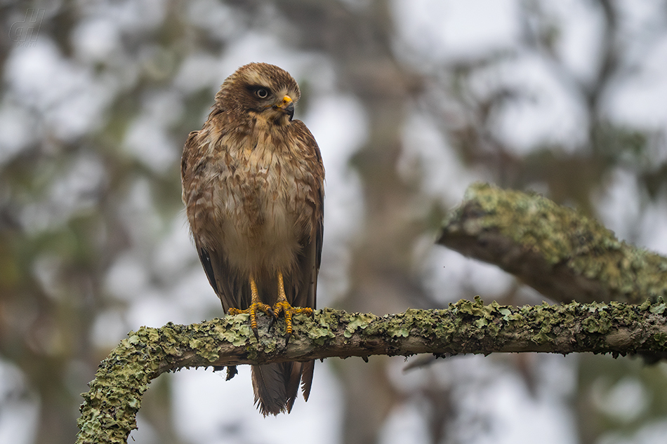 káně himálajská - Buteo burmanicus