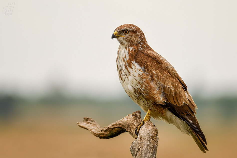 káně lesní - Buteo buteo